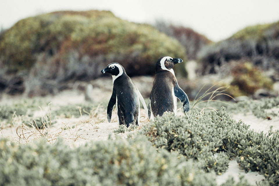 Are African Penguins Endangered?