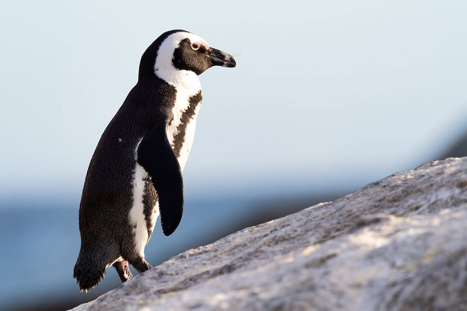 How Long Do African Penguins Live?