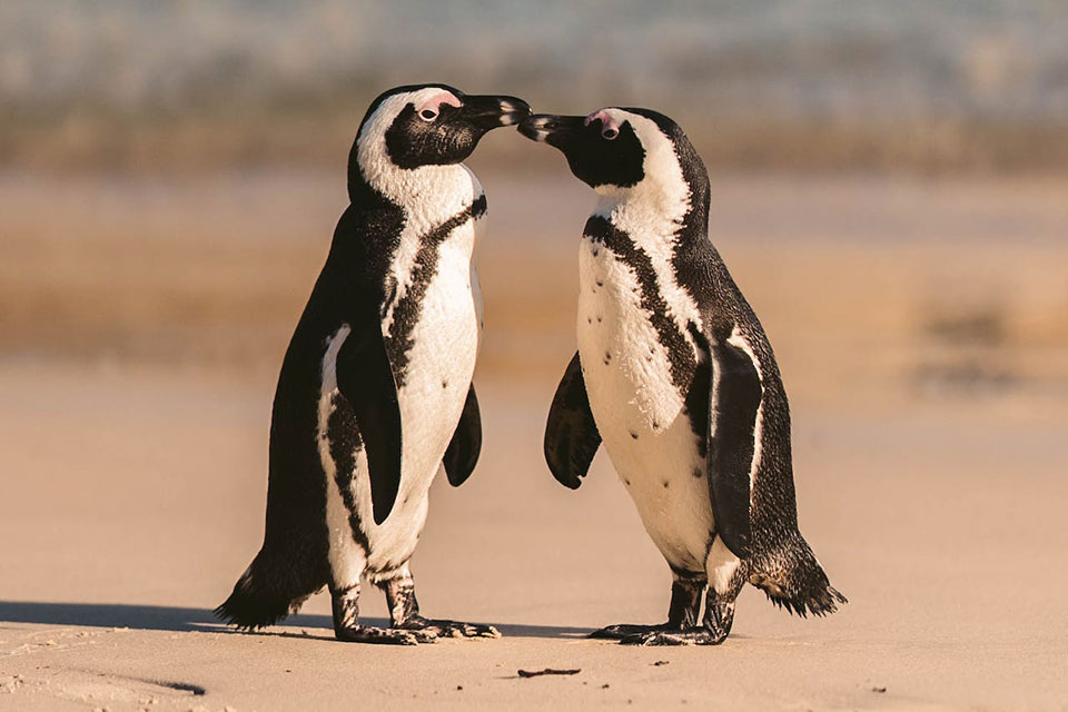 Do African Penguins Mate For Life?