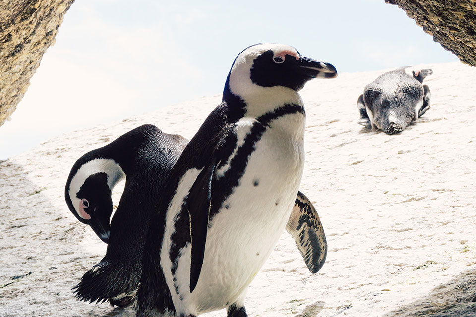 Do African Penguins Live In The Cold?