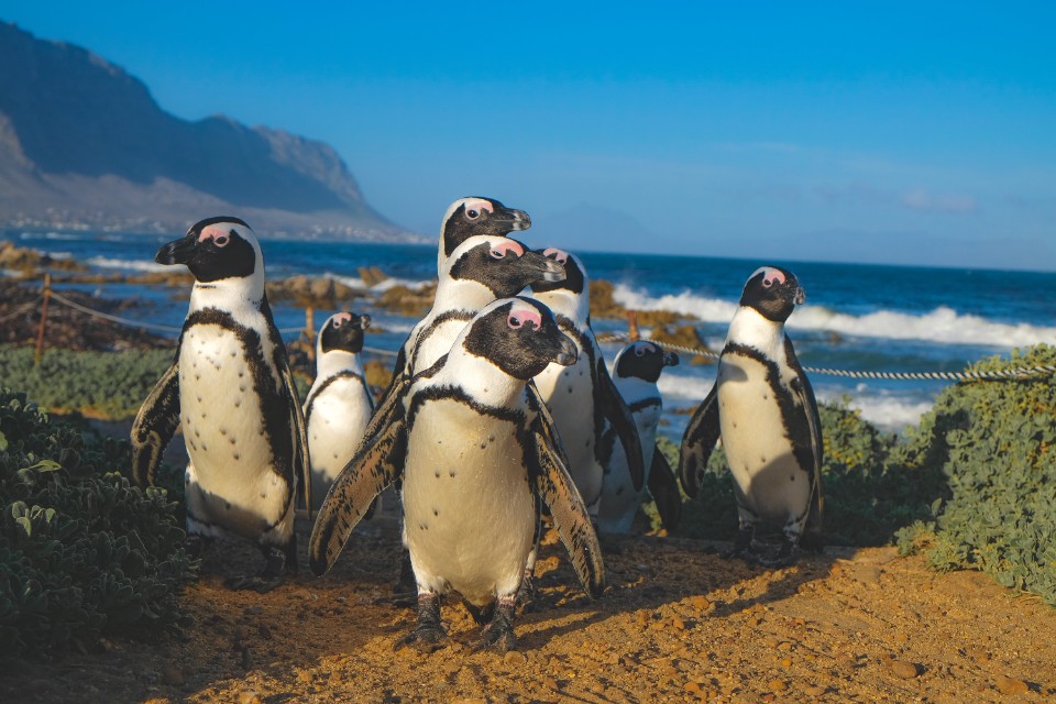 Are Penguins Warm-Blooded?