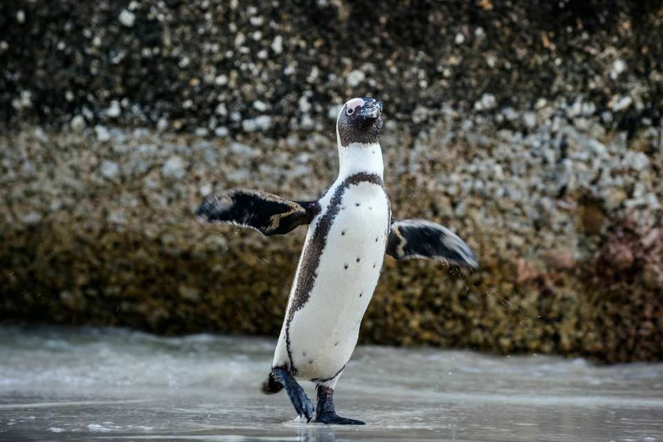 Can Penguins Dance?