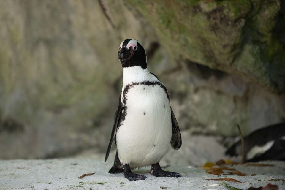 Can Penguins Get Depressed?