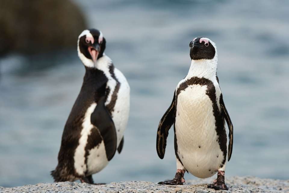 Can Penguins Talk?