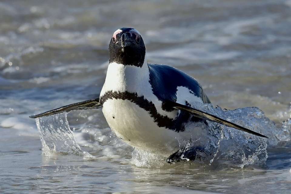 Do Penguins Attack Humans?