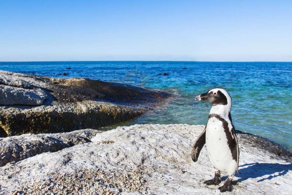 Do Penguins Fear Humans?