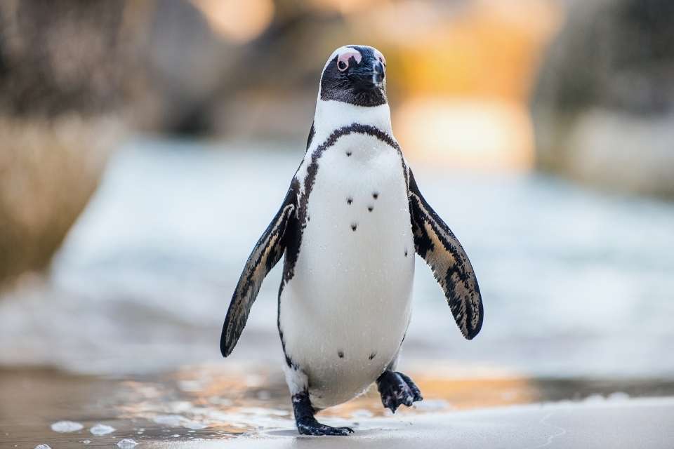 Do Penguins Have Blubber?