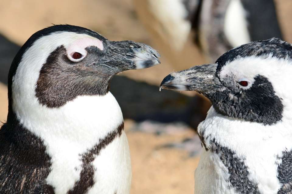 Do Penguins Have Necks?