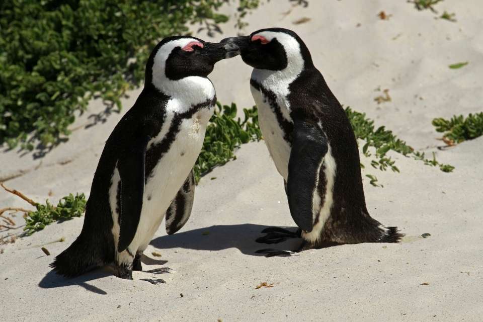 Do Penguins Kiss?