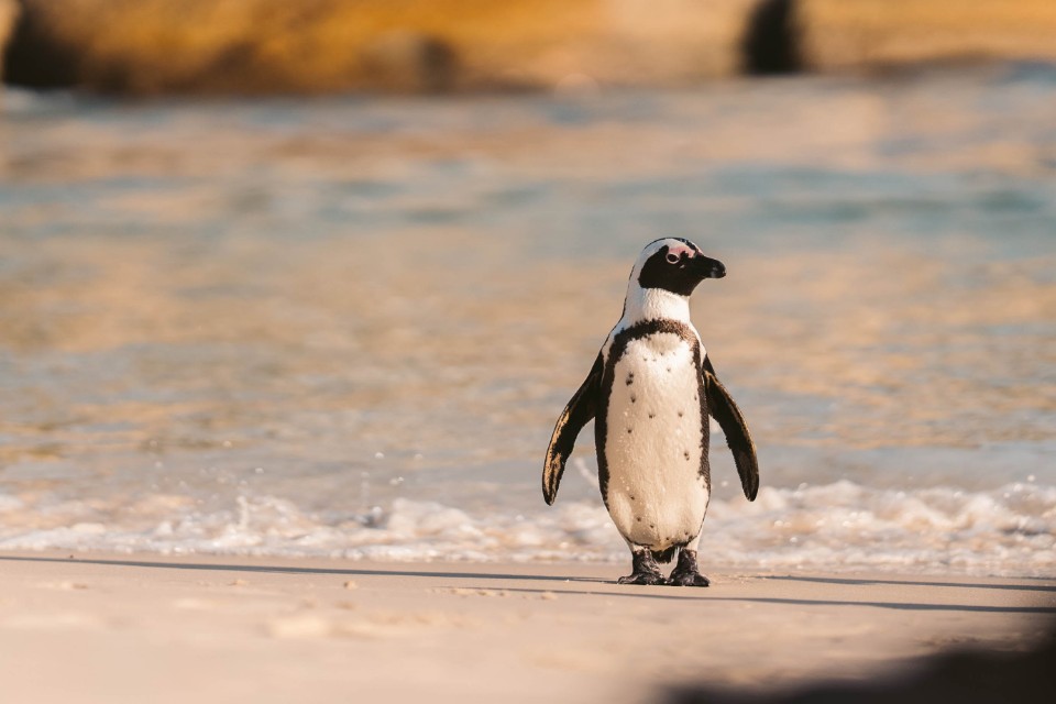 Can Penguins Live in Warm Weather?