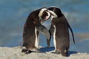 Can Penguins Have Twins?