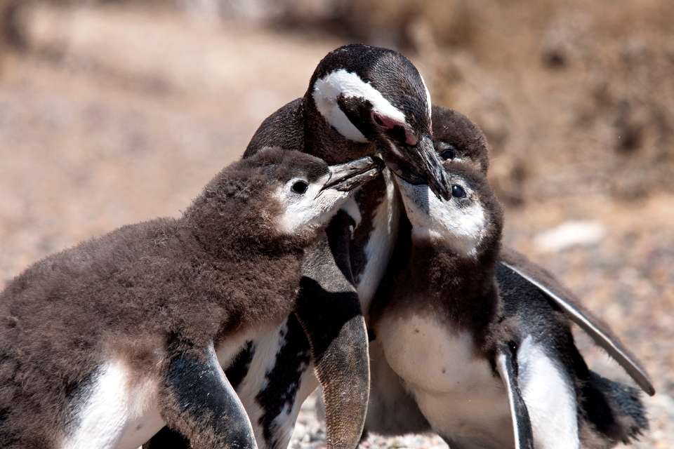 Will Penguins Adopt Abandoned Chicks?